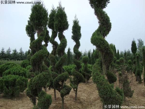 造型龍柏樹