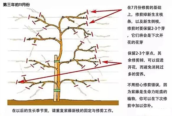 如何修剪紫藤讓其長成自己想要的造型