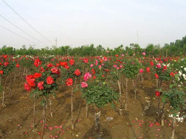 月季樹狀月季花基地