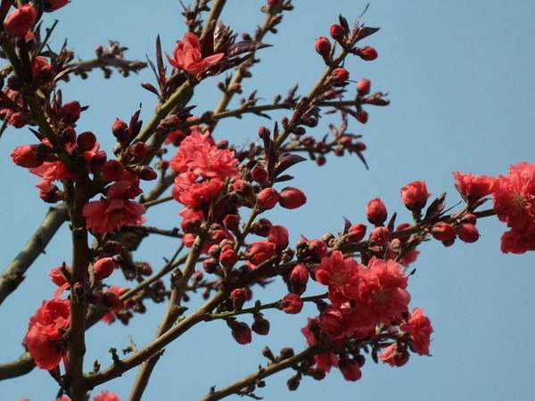 紅葉碧桃花期有多長，幾月份開花？