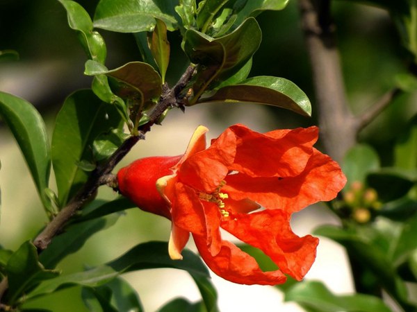 花石榴的花期、果期是什么時候