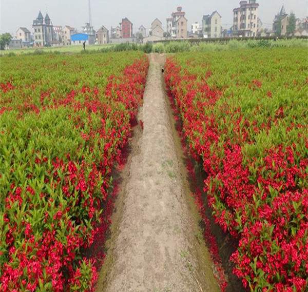 紅王子錦帶基地--長景園林