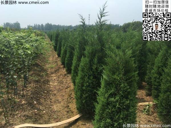 高度2.2米2.3米蜀檜大量供應(yīng)公路綠化植物