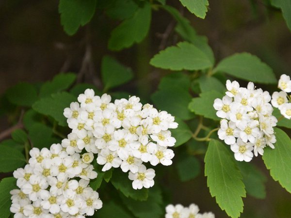 美麗繡線菊?qǐng)D片