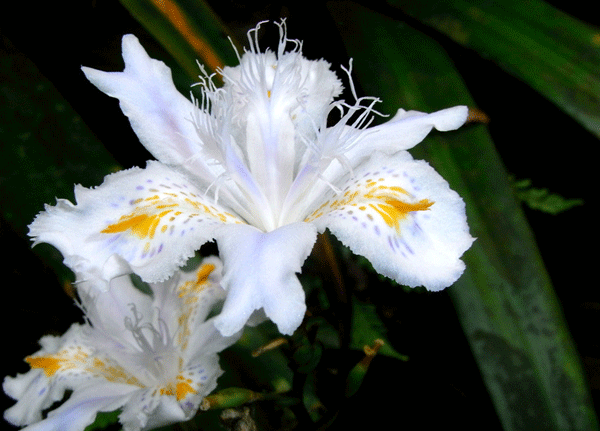 德國(guó)鳶尾基地實(shí)拍圖片