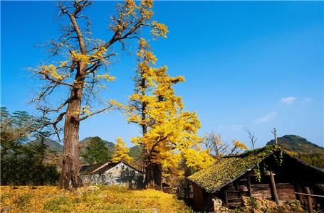 中國(guó)十大最美銀杏觀賞地 一起去體驗(yàn)金秋吧