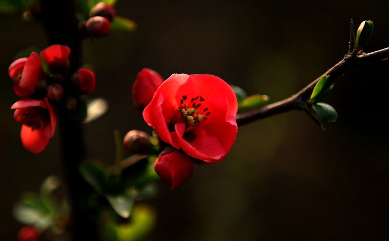 紅海棠