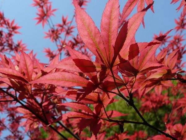 紅楓的三大用途，你知道哪個？