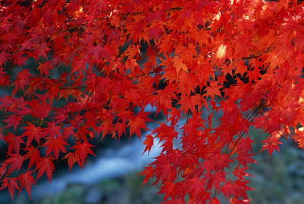 紅楓作衫，白楊為裙，美的傾國傾城！