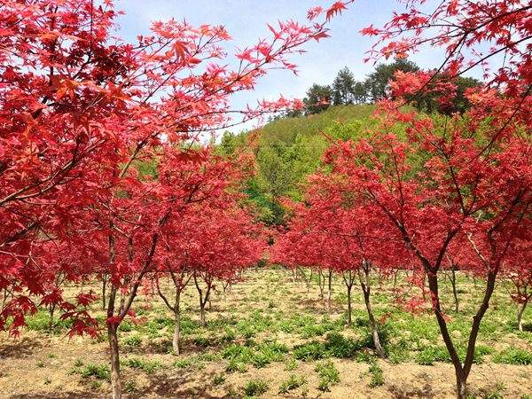 “顏值爆表”的日本紅楓，不是想看就能看！