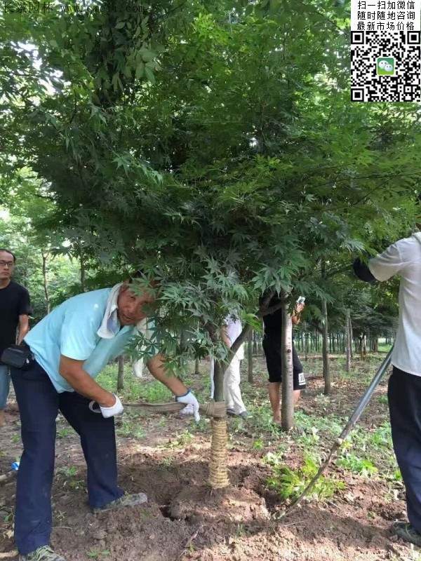 紅楓樹基地