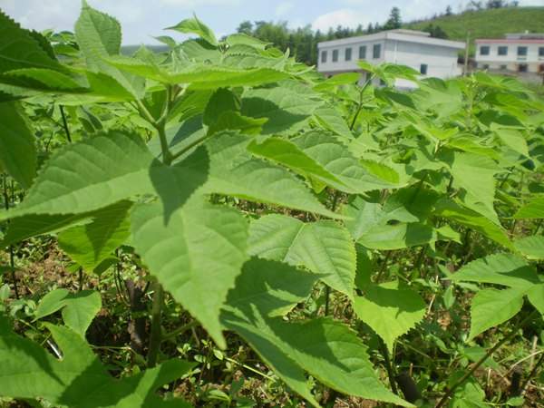 構樹種植基地里的構樹樹苗