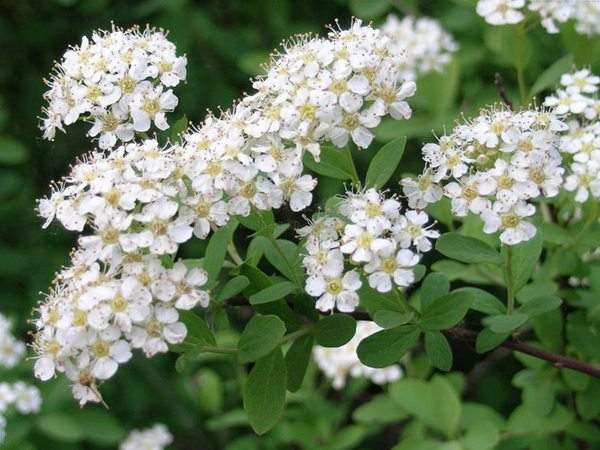 李葉繡線(xiàn)菊