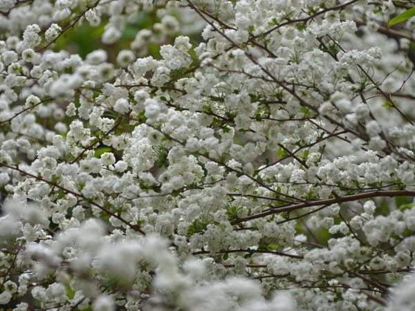 李葉繡線(xiàn)菊