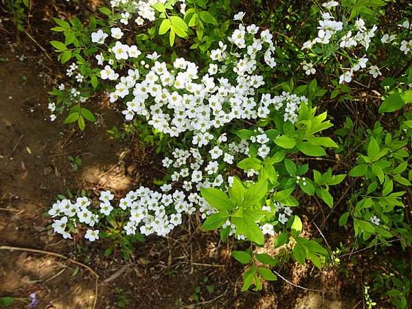 李葉繡線(xiàn)菊