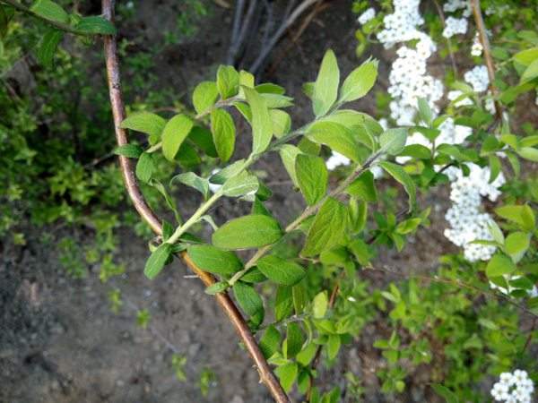 李葉繡線(xiàn)菊