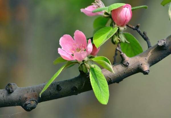 沭陽(yáng)木瓜樹