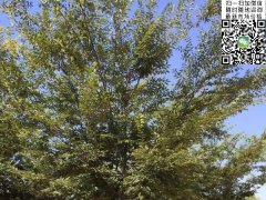 2016下半年最新紅櫸樹(shù)苗價(jià)格表匯總