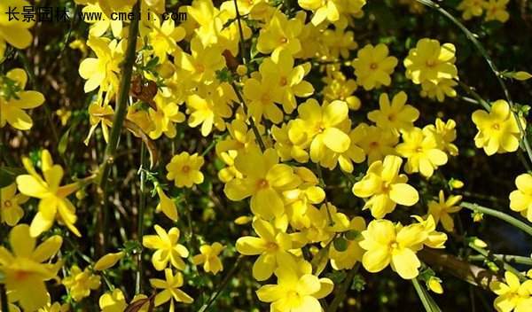 沭陽(yáng)迎春花