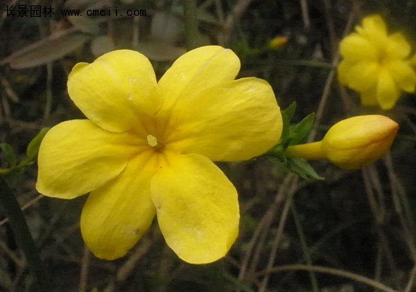 沭陽(yáng)迎春花