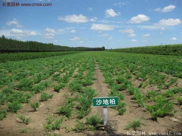 沭陽(yáng)沙地柏