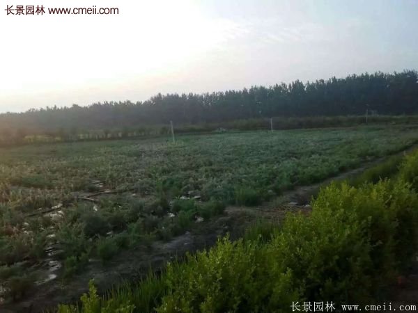 沙地柏繁殖