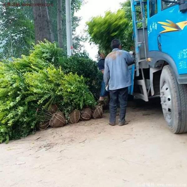 沭陽金葉女貞