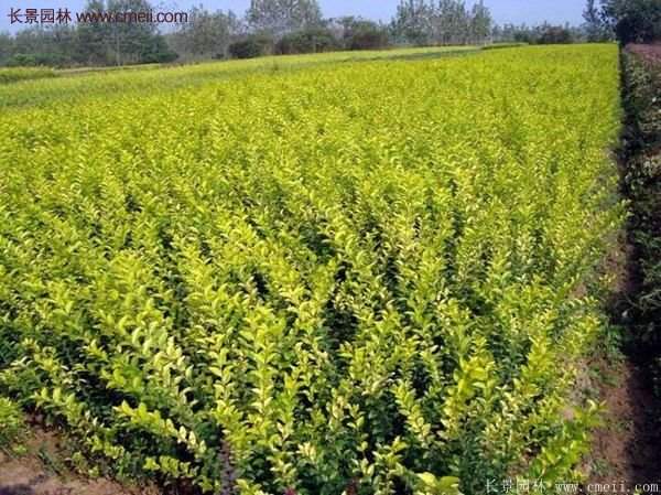 沭陽(yáng)基地的金葉女貞