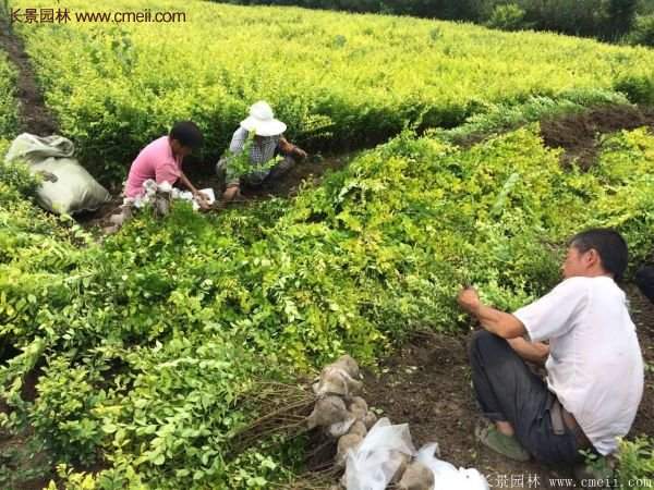 沭陽(yáng)基地的金葉女貞