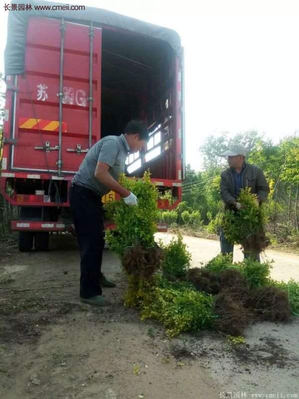 金葉女貞種植方法