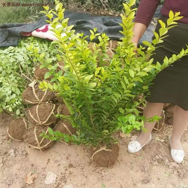 沭陽金葉女貞苗