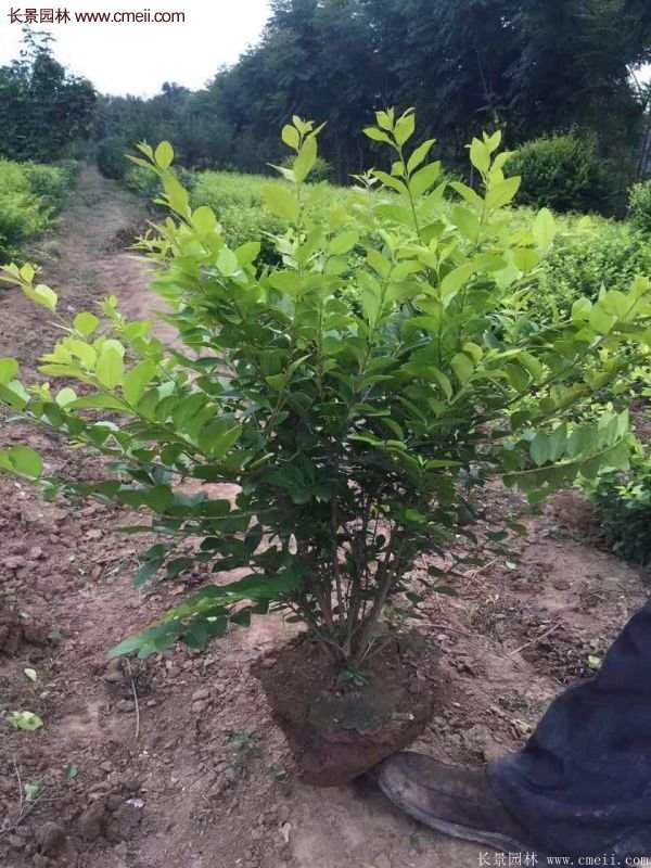 沭陽基地的金葉女貞