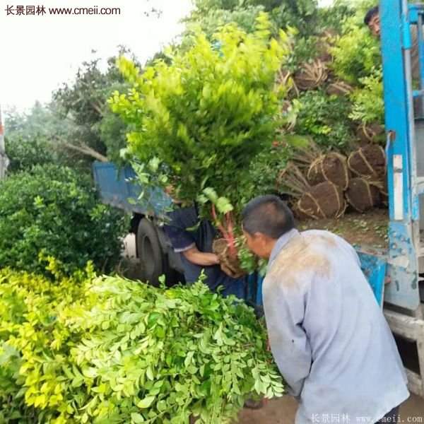 沭陽金葉女貞基地