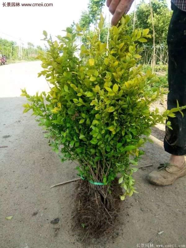 沭陽(yáng)的金葉女貞基地