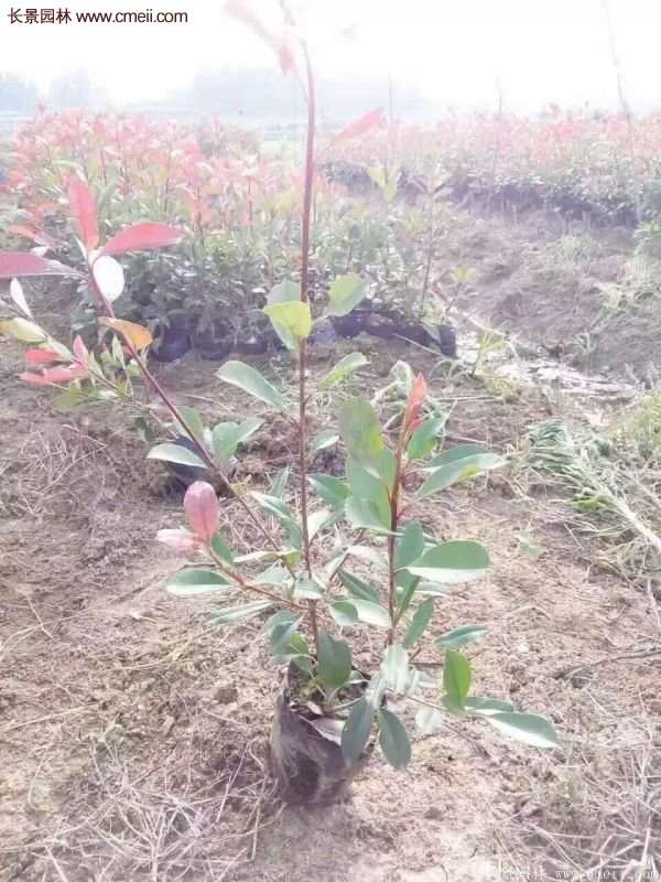 沭陽(yáng)紅葉石楠基地