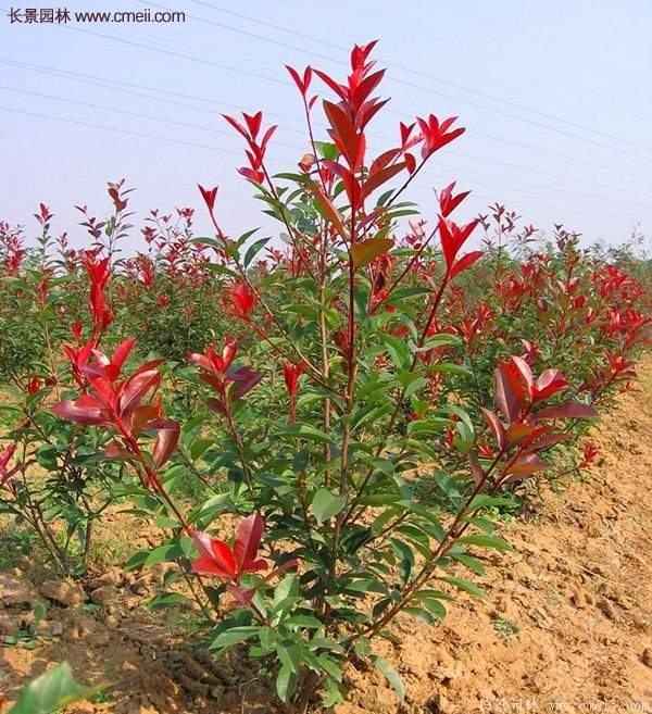 沭陽(yáng)紅葉石楠基地