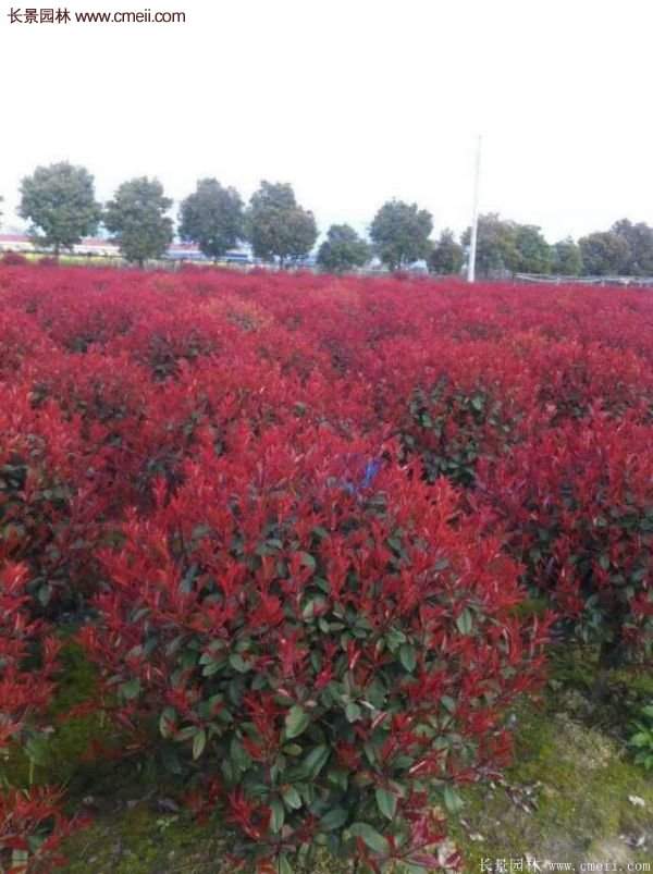 沭陽(yáng)紅葉石楠基地