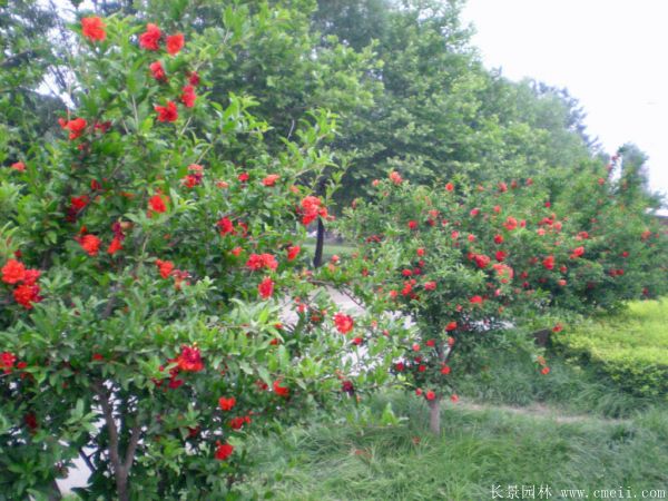 花石榴