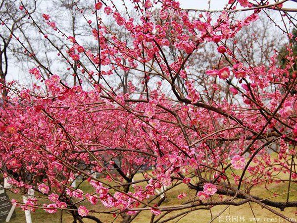 批發(fā)供應(yīng)紅梅和骨里紅梅，規(guī)格齊全、價(jià)格低