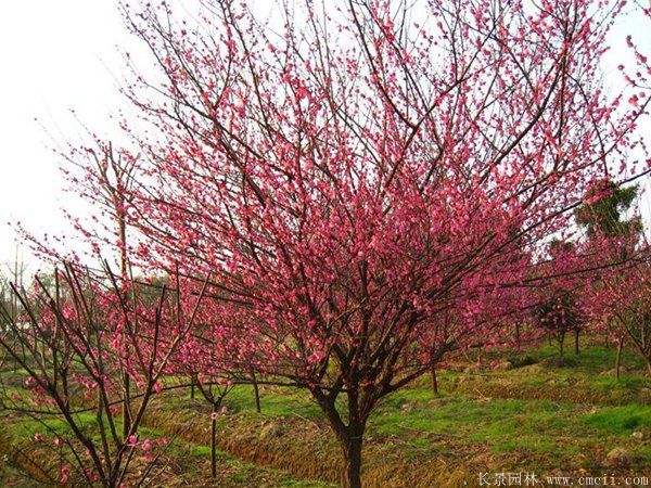 批發(fā)供應(yīng)紅梅和骨里紅梅，規(guī)格齊全、價(jià)格低