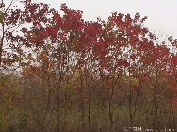 烏柏樹圖片烏柏樹苗木基地實(shí)拍