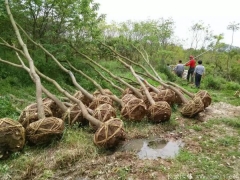 烏桕樹(shù)