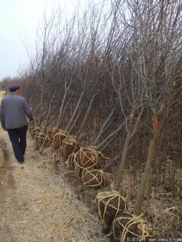 木瓜樹圖片木瓜樹基地實(shí)拍