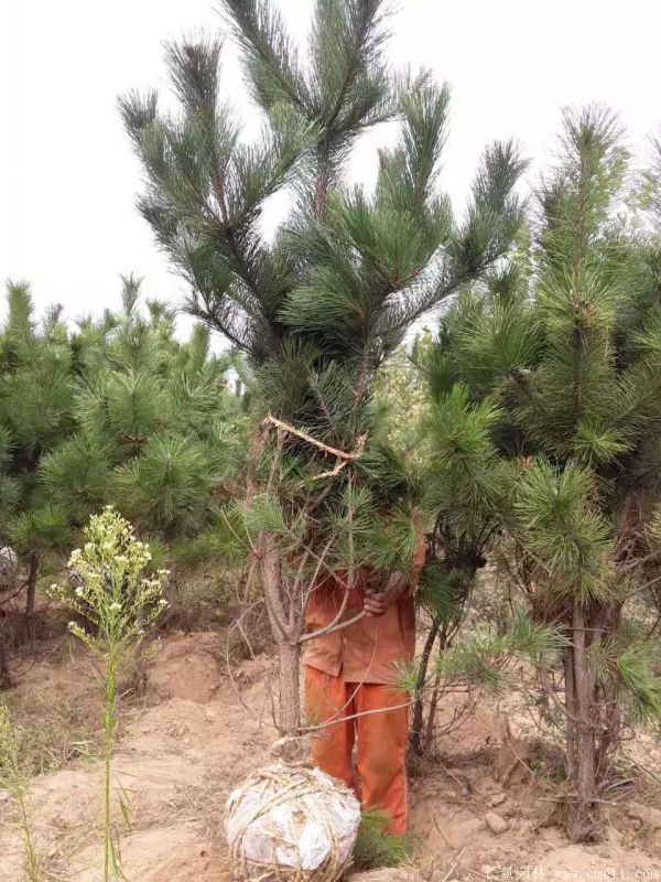 黑松圖片黑松基地實拍