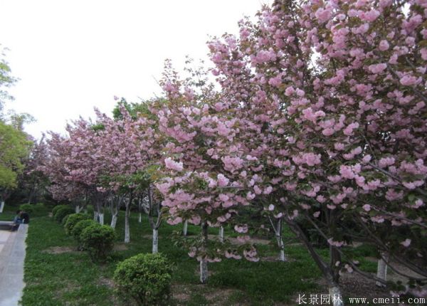 櫻花樹圖片基地實(shí)拍