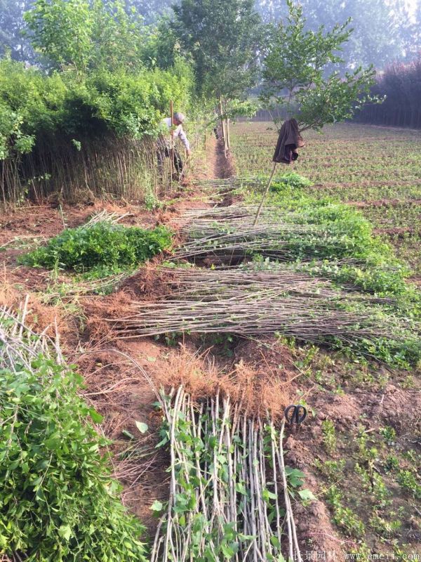 大花木槿小苗圖片基地實(shí)拍