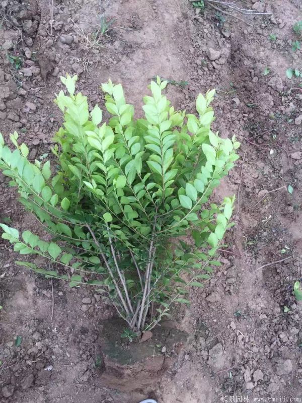 金葉女貞球圖片基地實(shí)拍