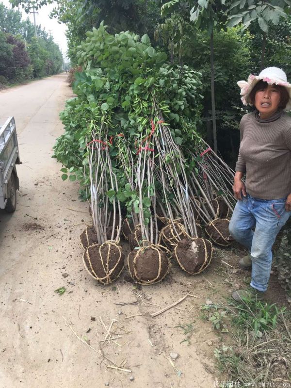 叢生紫荊樹圖片基地實(shí)拍