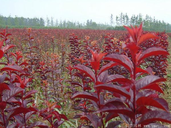 紅葉李小苗實拍