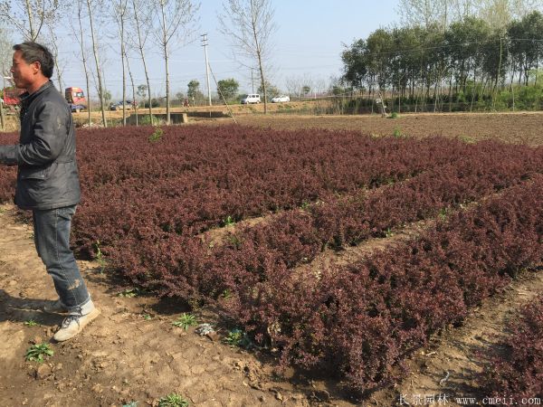 紅葉小檗圖片基地實拍